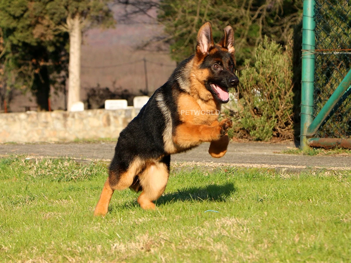 Alman Çoban Köpeği Ranger 1