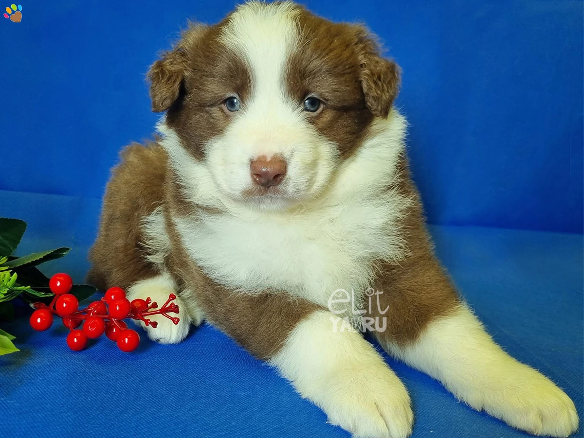 Border Collie Brady