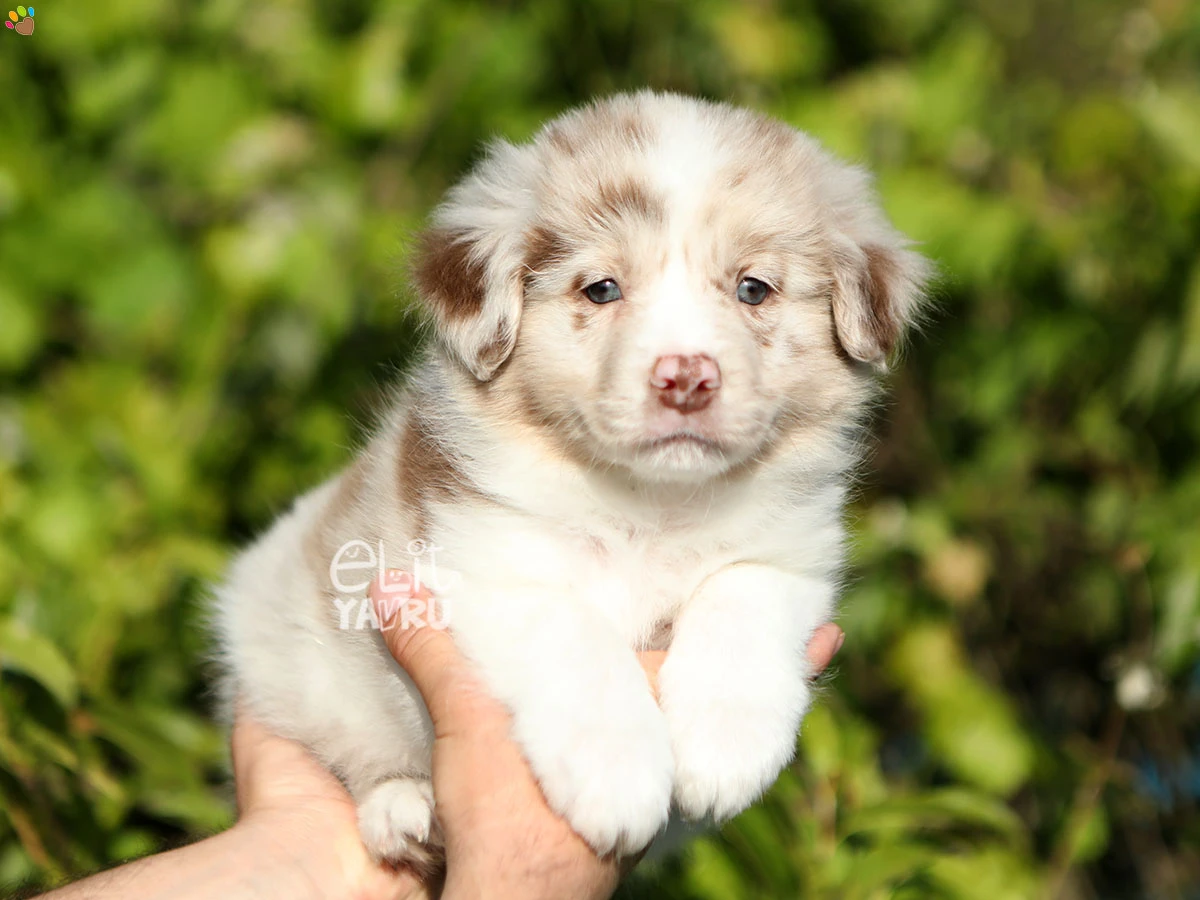 Border Collie Banjo 1