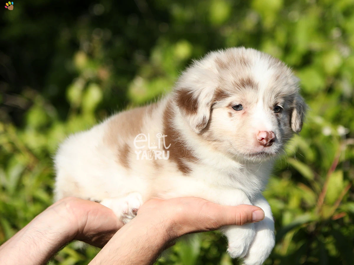 Border Collie Banjo 2