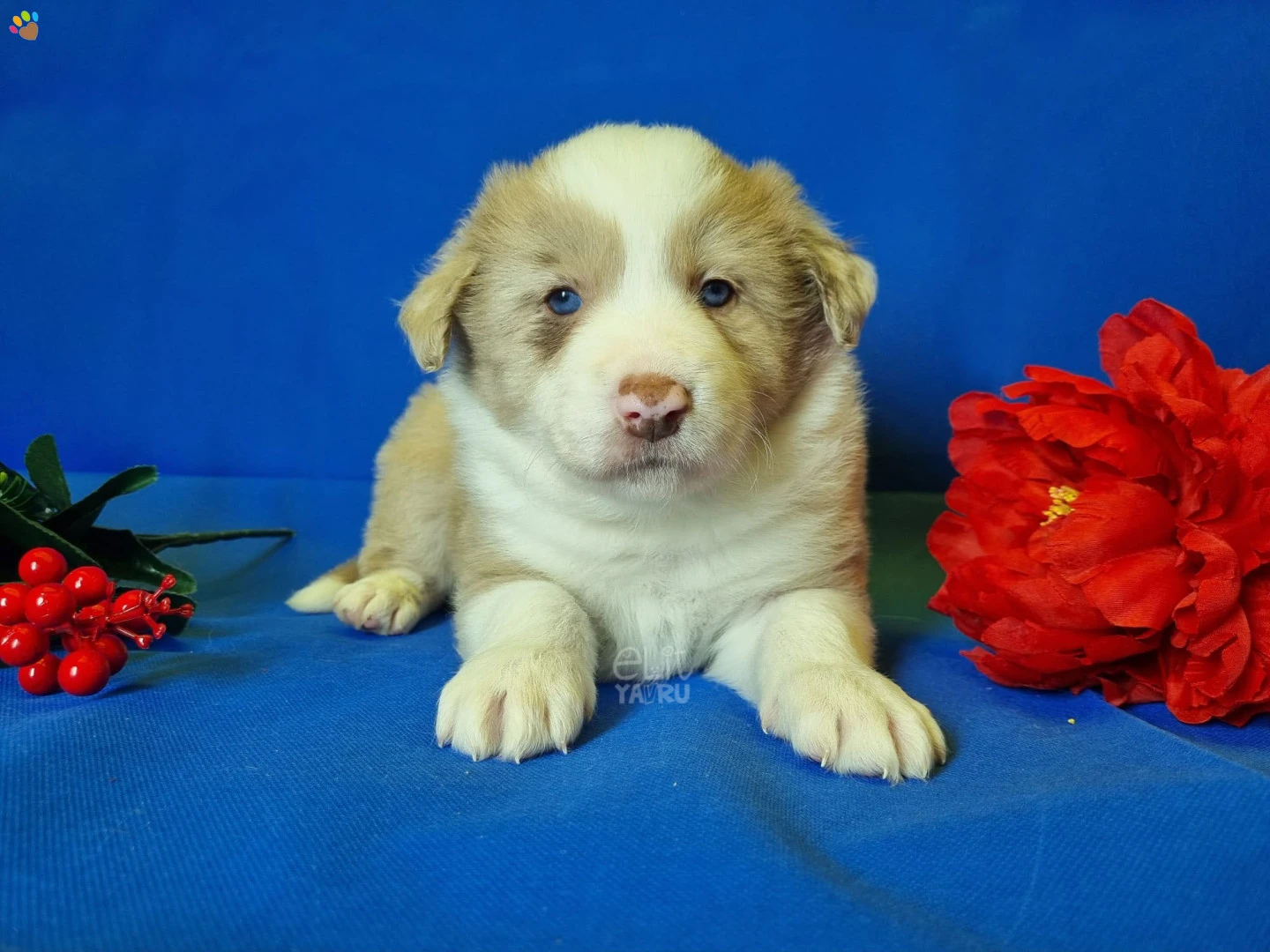 Border Collie Barney