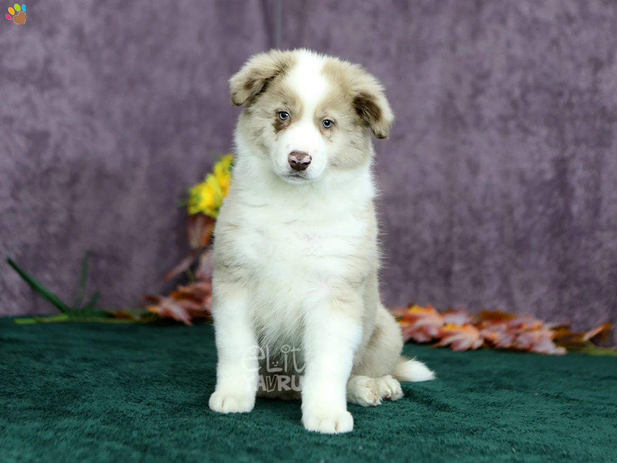 Border Collie Barney