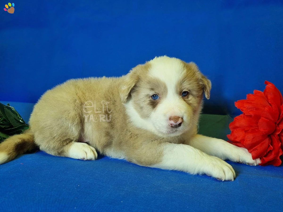 Border Collie Barney 1