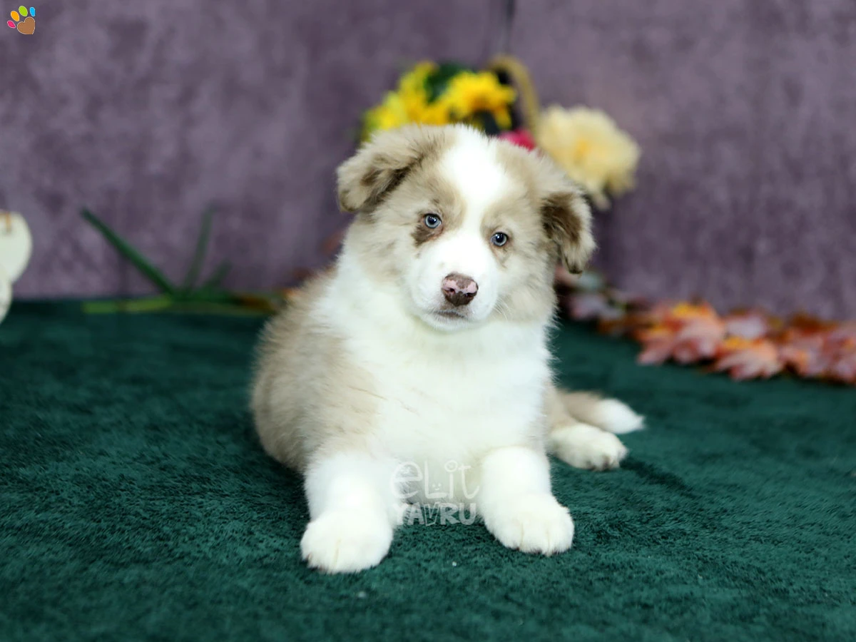 Border Collie Barney 2