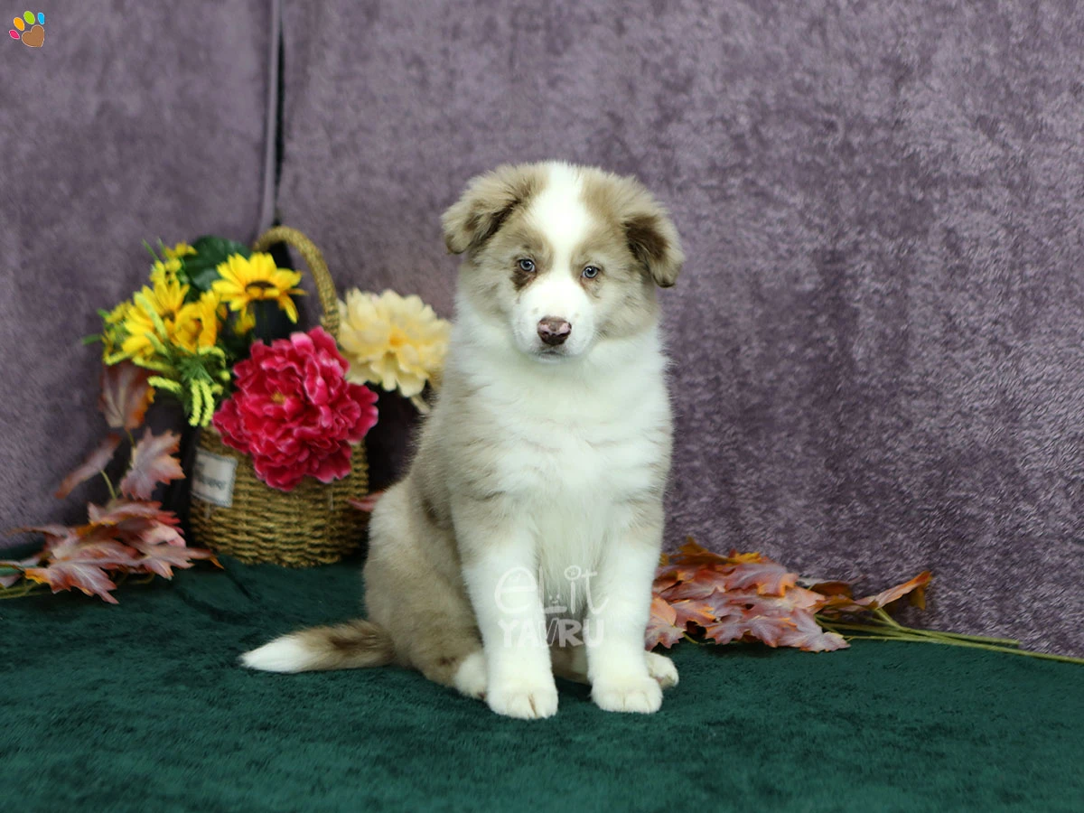 Border Collie Barney 1