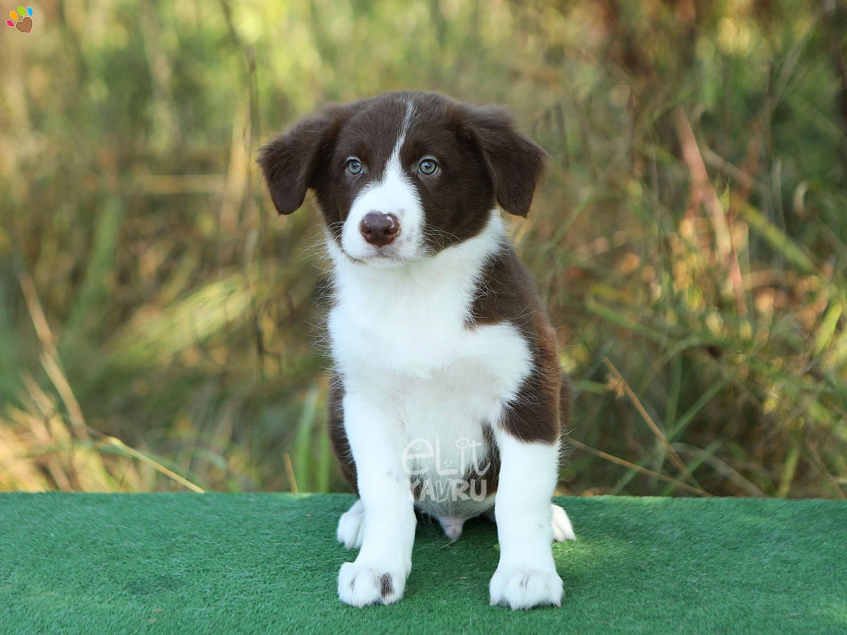 Border Collie Bernie