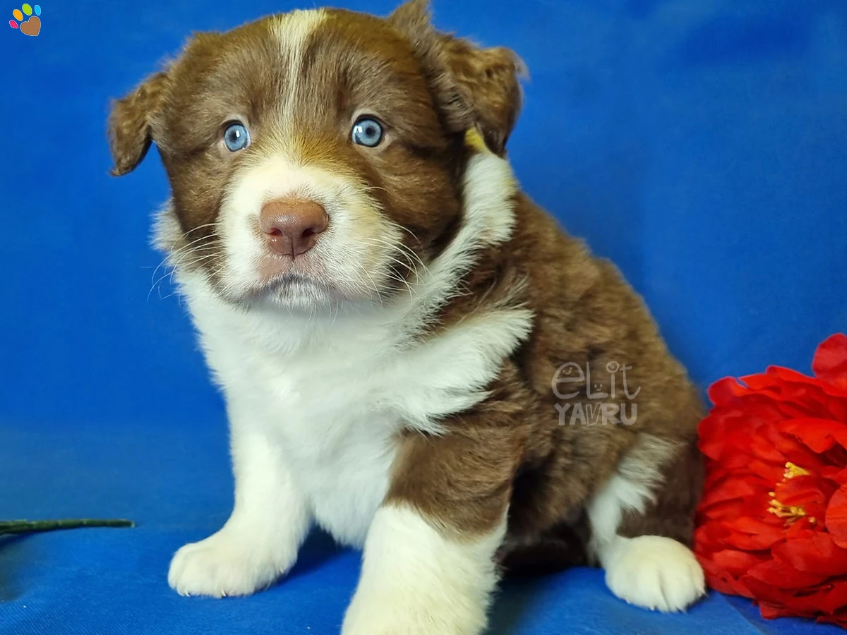 Border Collie Bingo 1