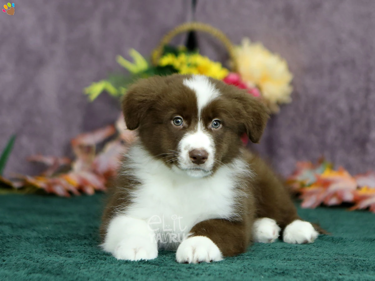 Border Collie Bingo