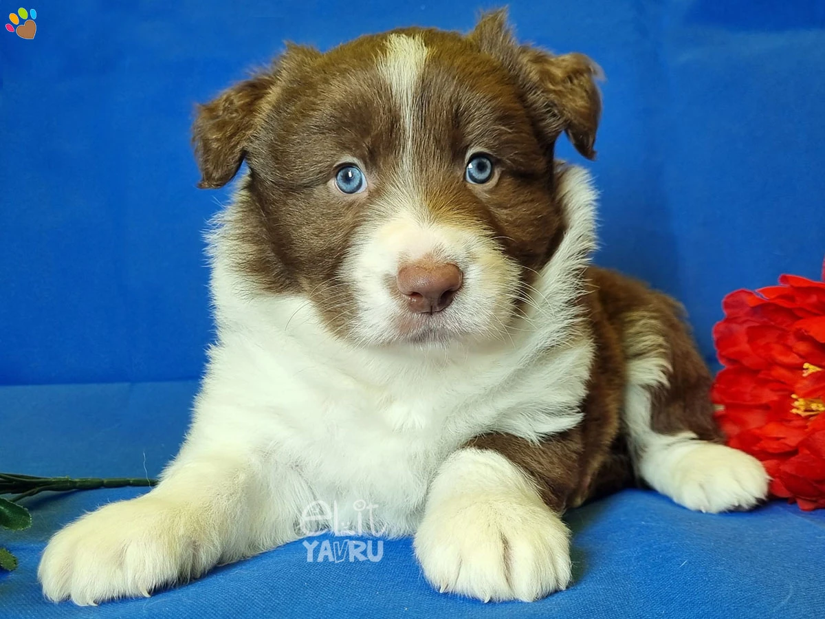 Border Collie Bingo