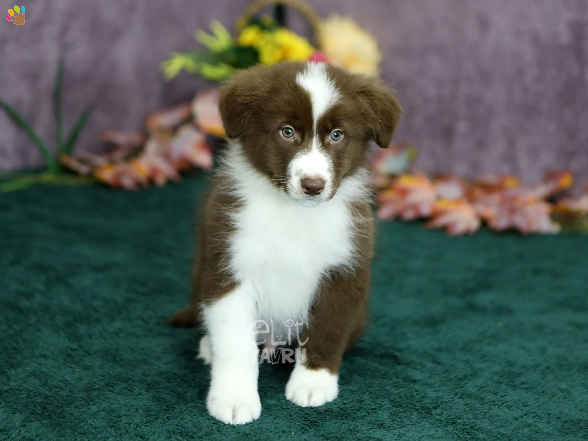 Border Collie Bingo 1