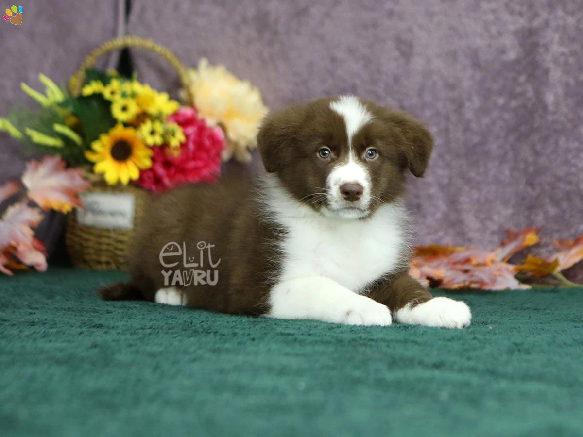 Border Collie Bingo 2