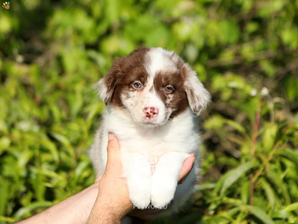 Border Collie Biscuit