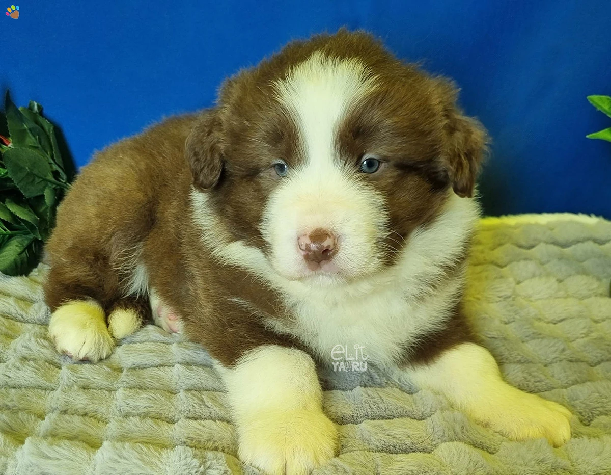 Border Collie Bob