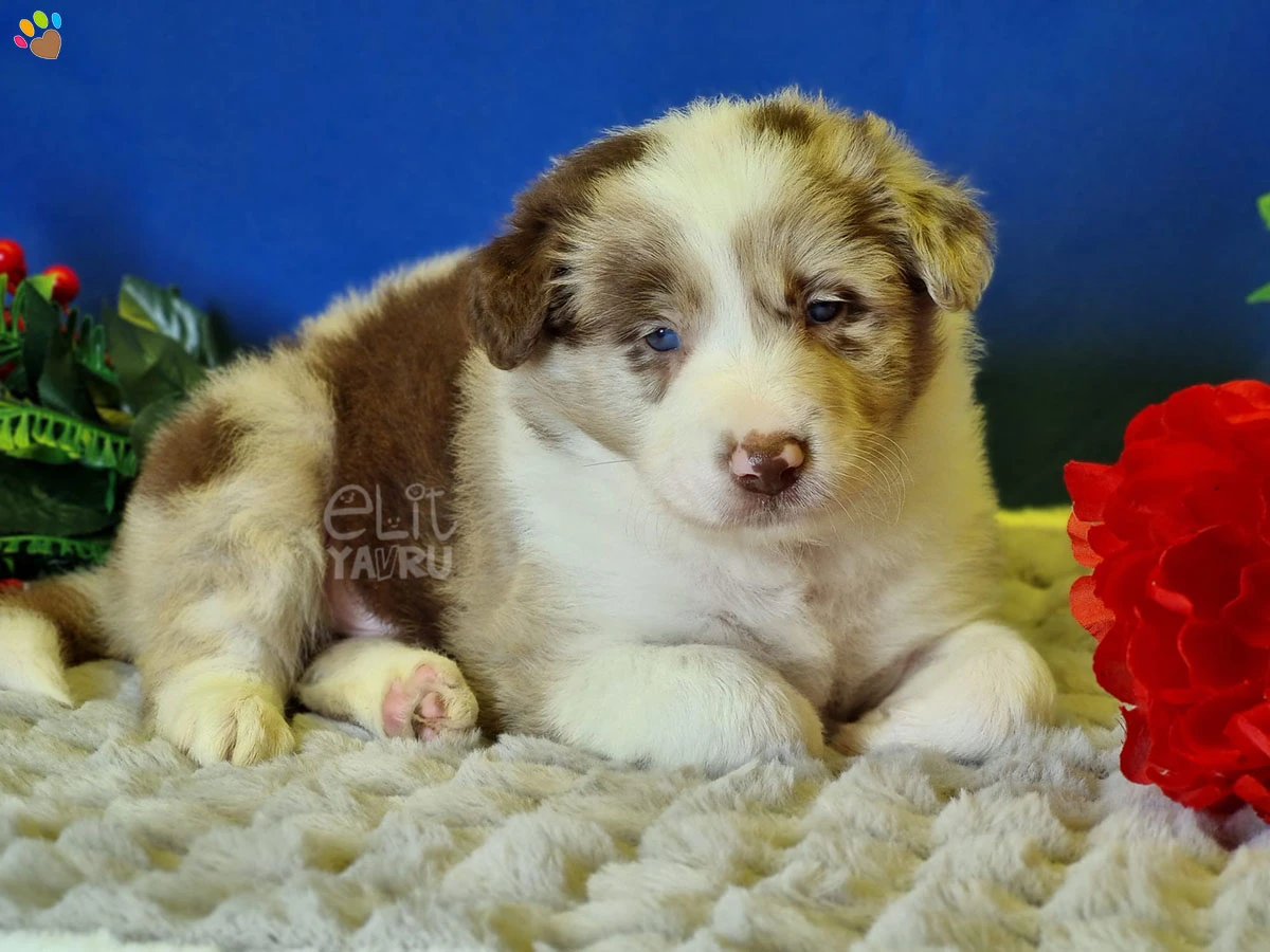 Border Collie Bobby 2