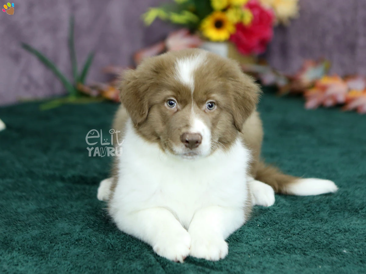 Border Collie Brady