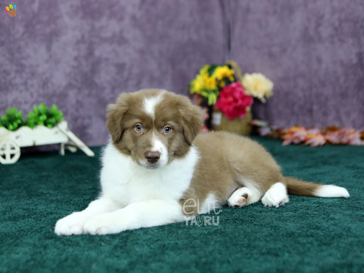 Border Collie Brady 1