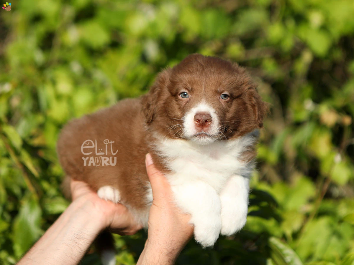 Border Collie Brenda