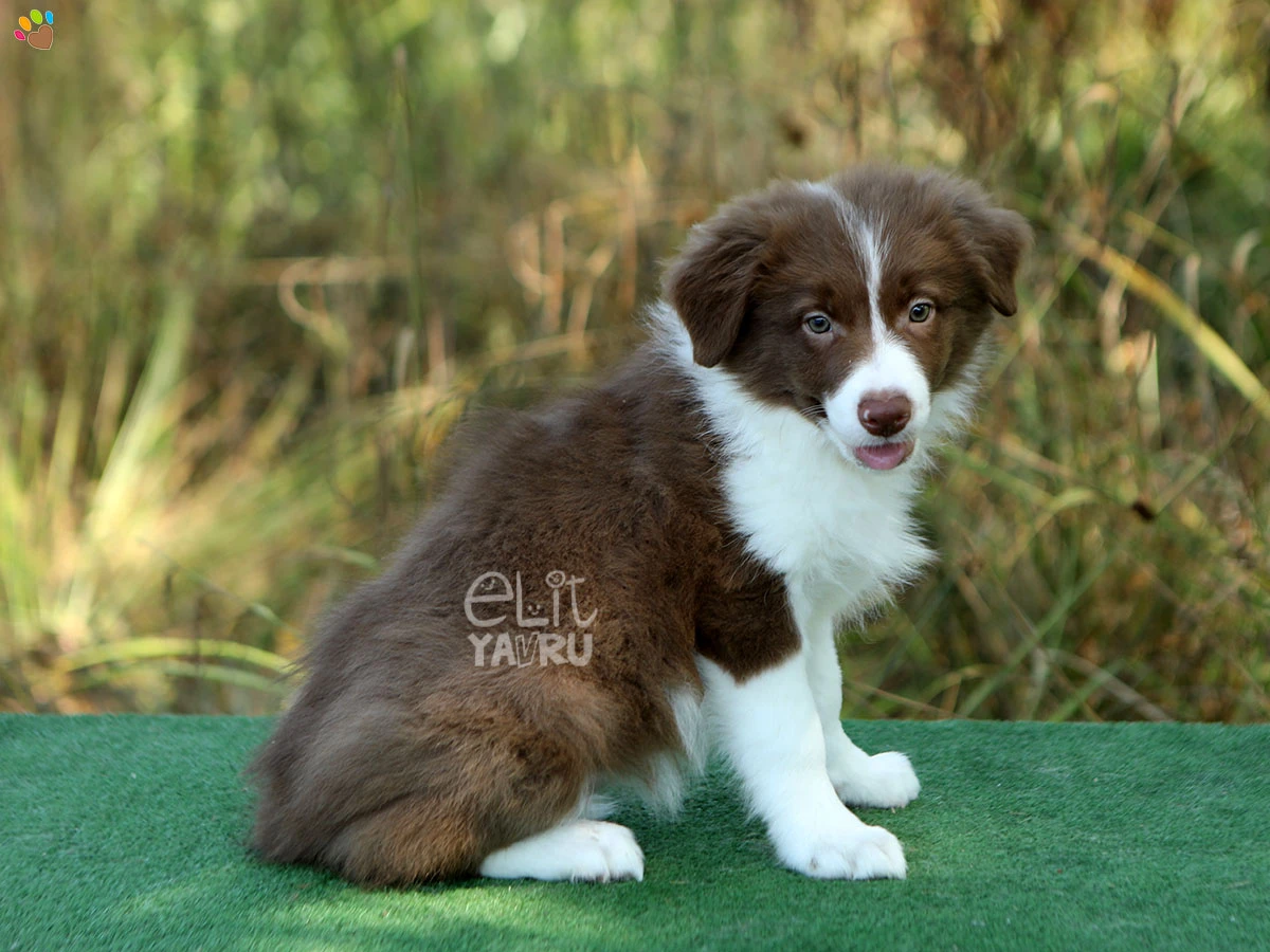 Border Collie Brownie