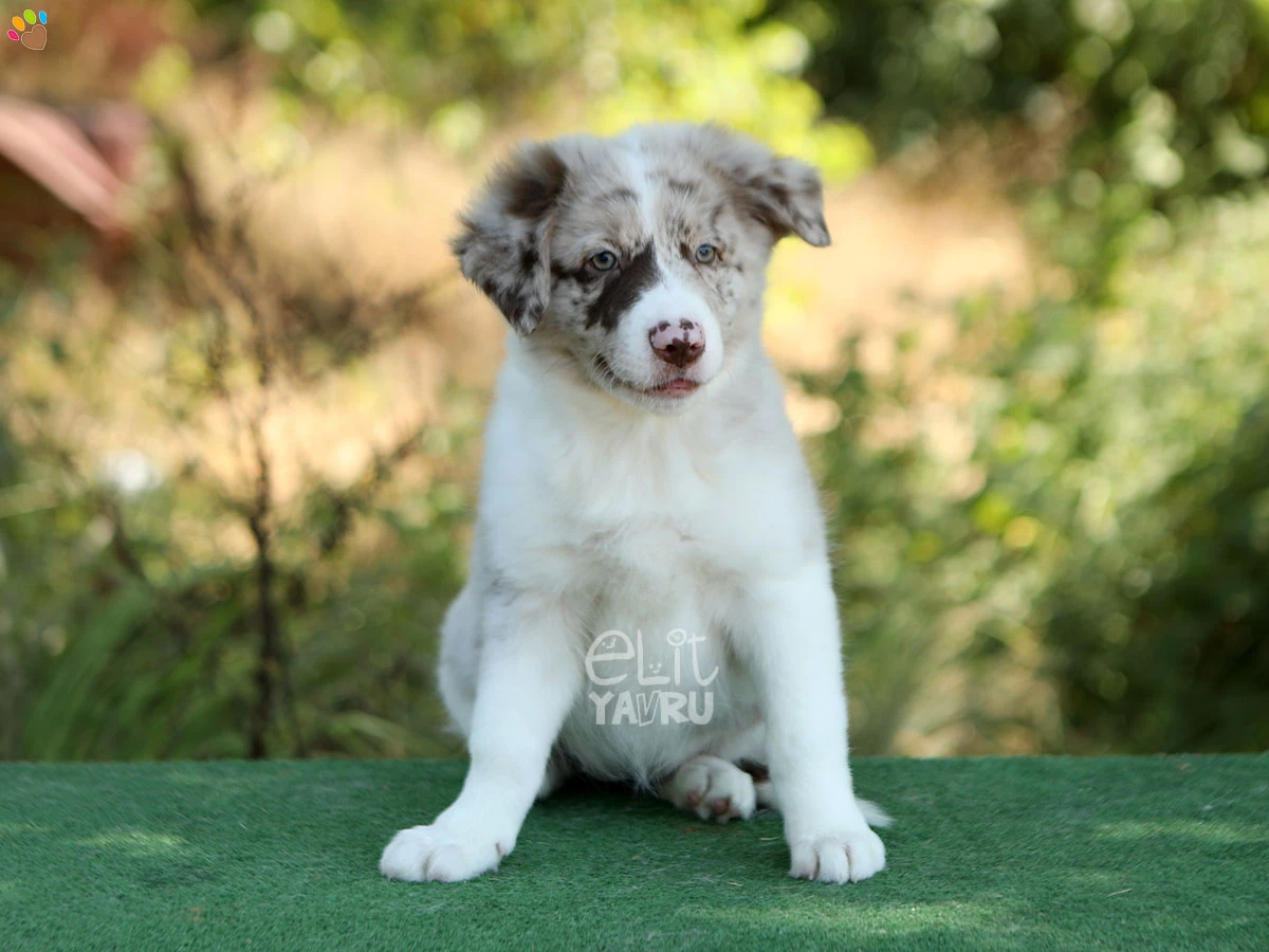 Border Collie Bubbles