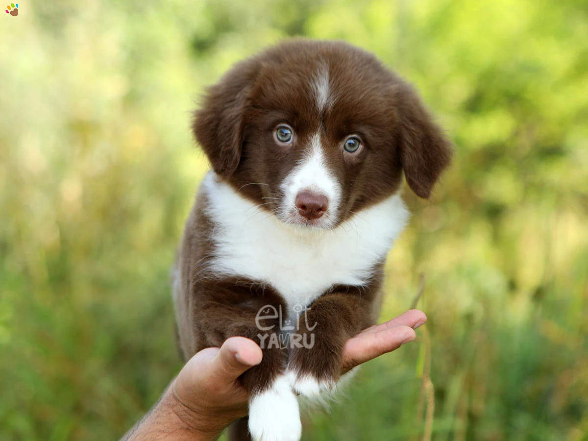 Border Collie Bunny 3