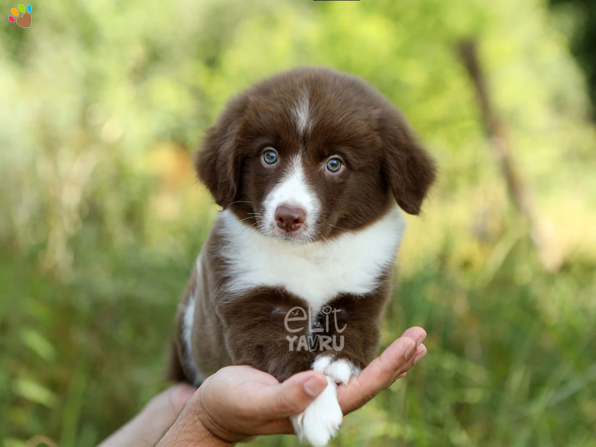 Border Collie Bunny 2