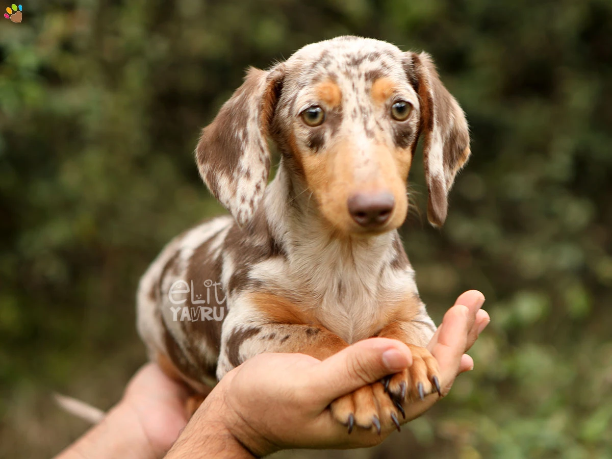 Dachsund Dallas 1