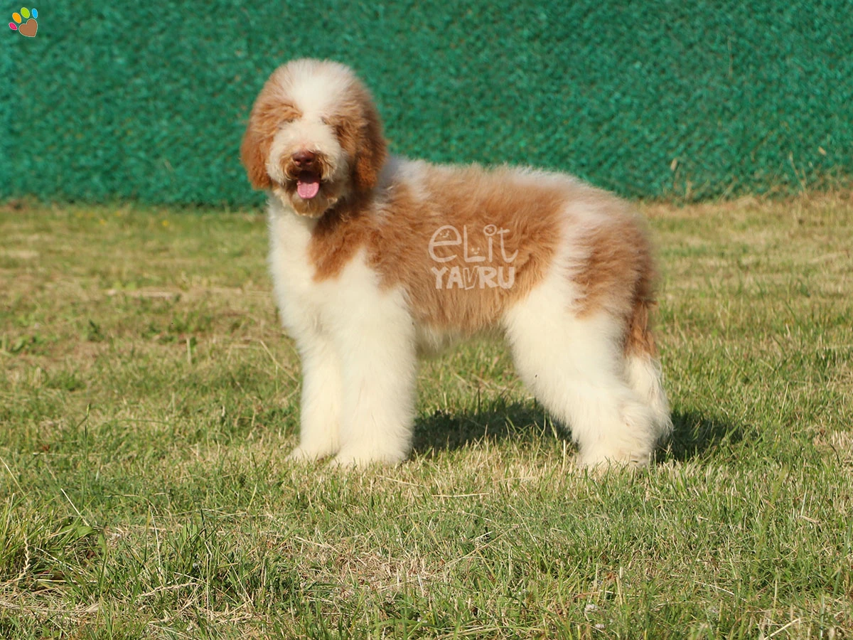 Labradoodle Barny