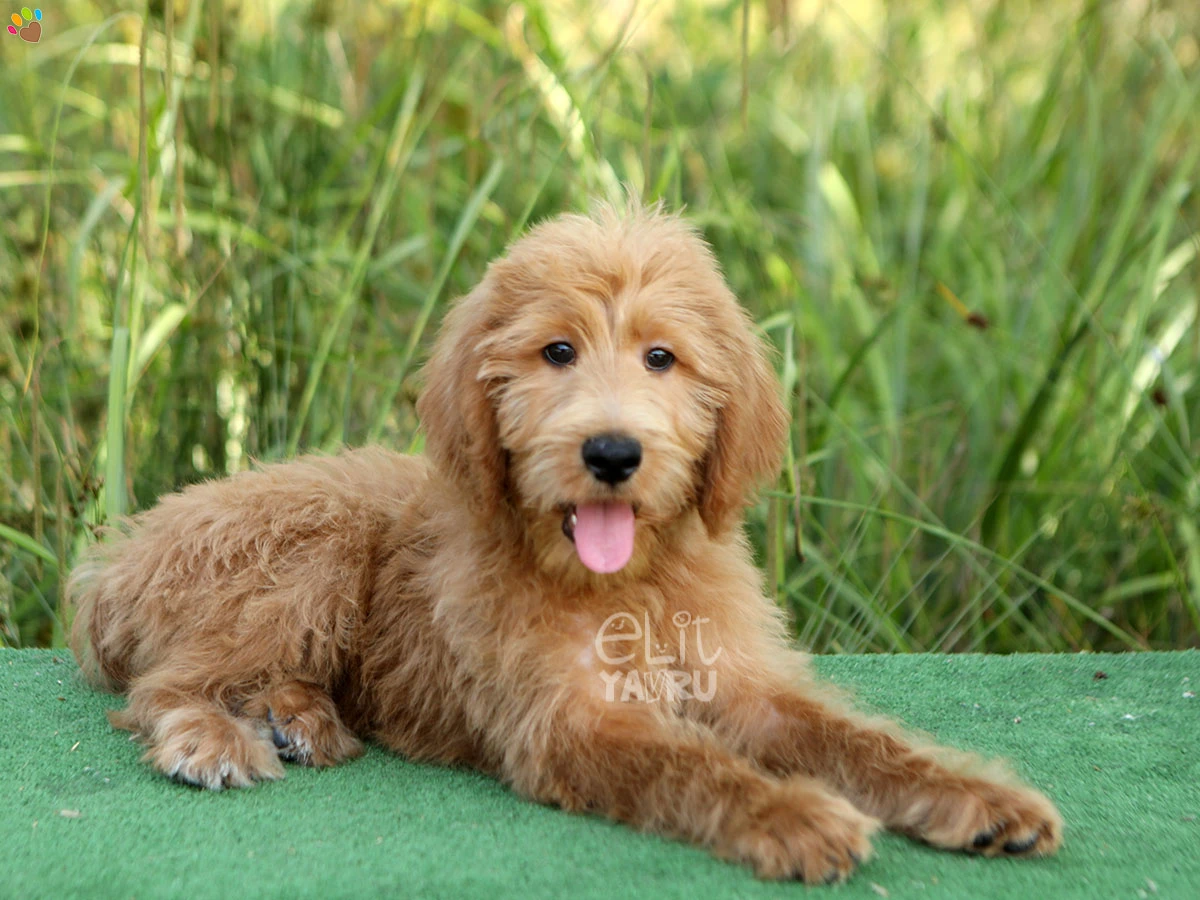 Labradoodle Edward