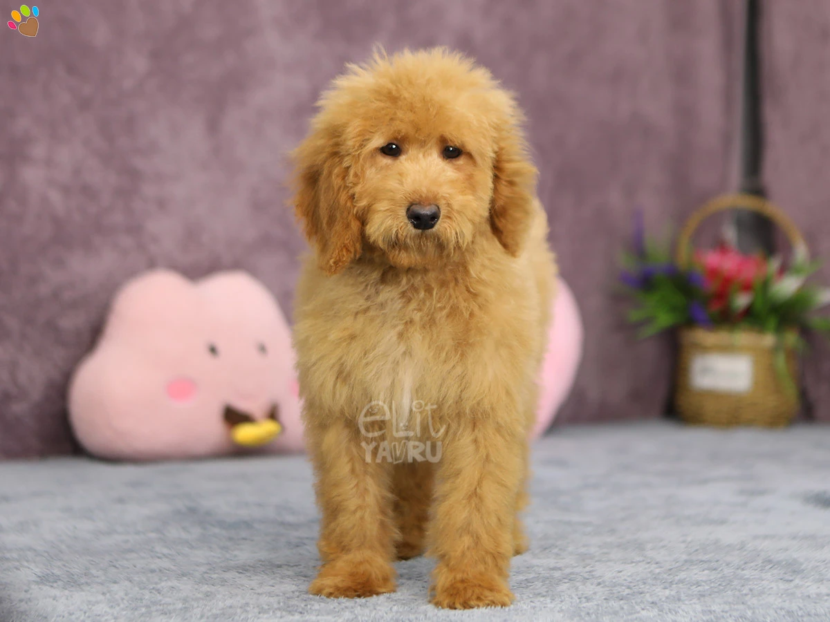 Labradoodle Laika