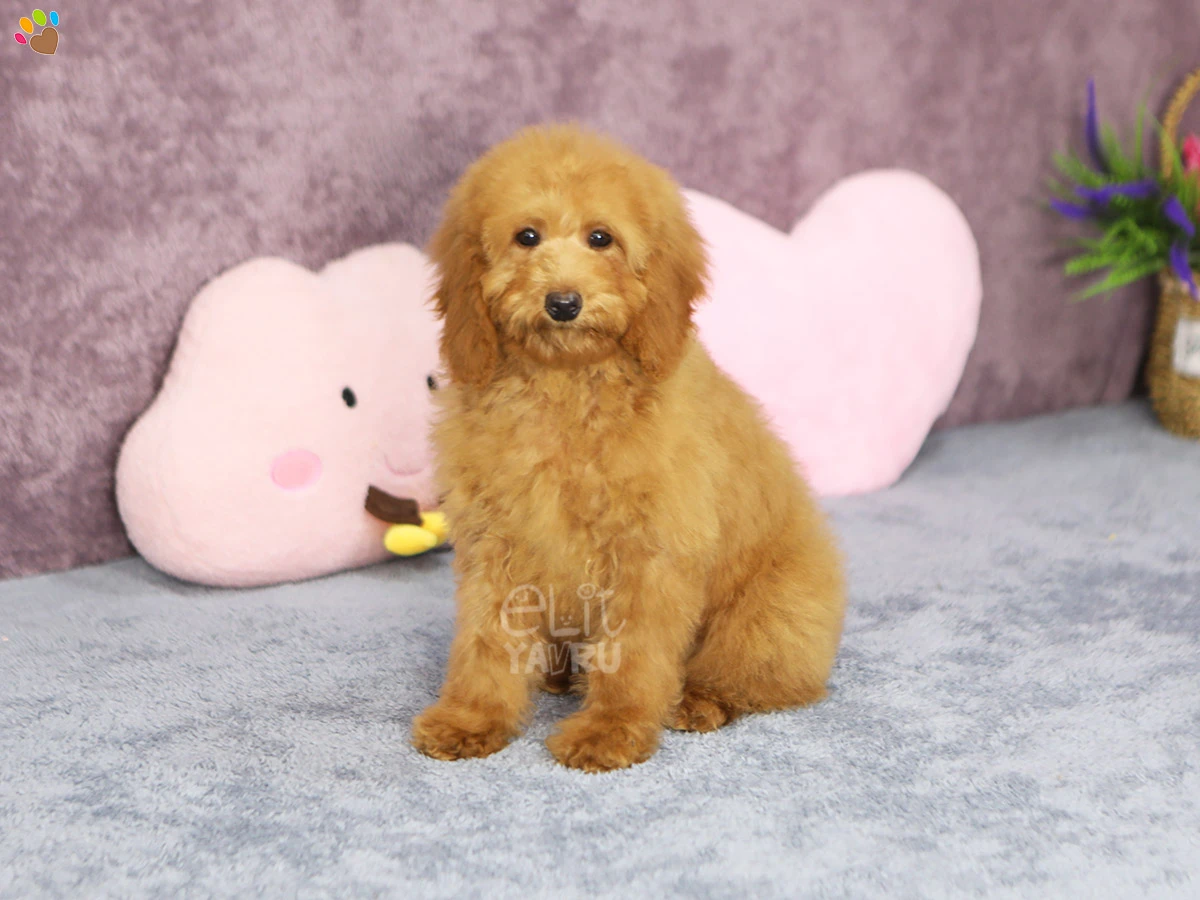 Labradoodle Larry