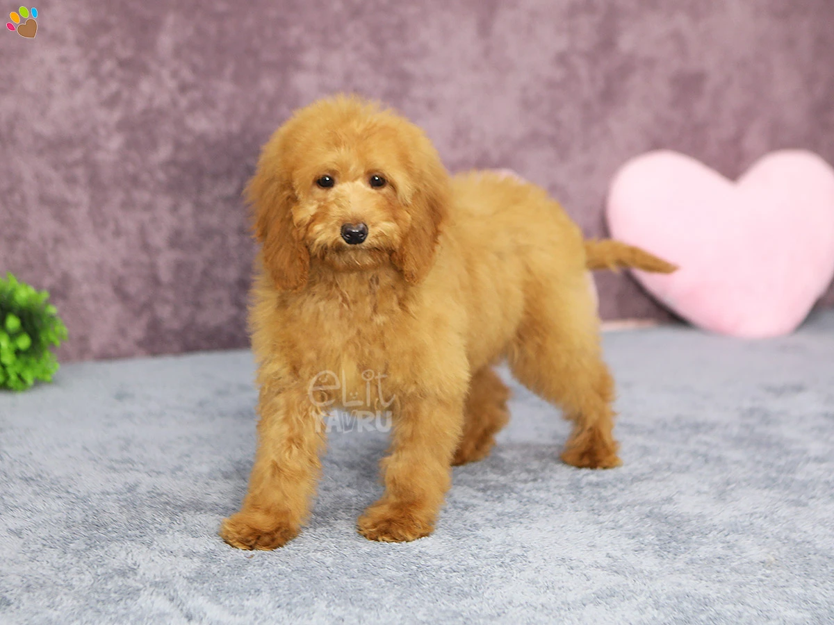 Labradoodle Larry 2