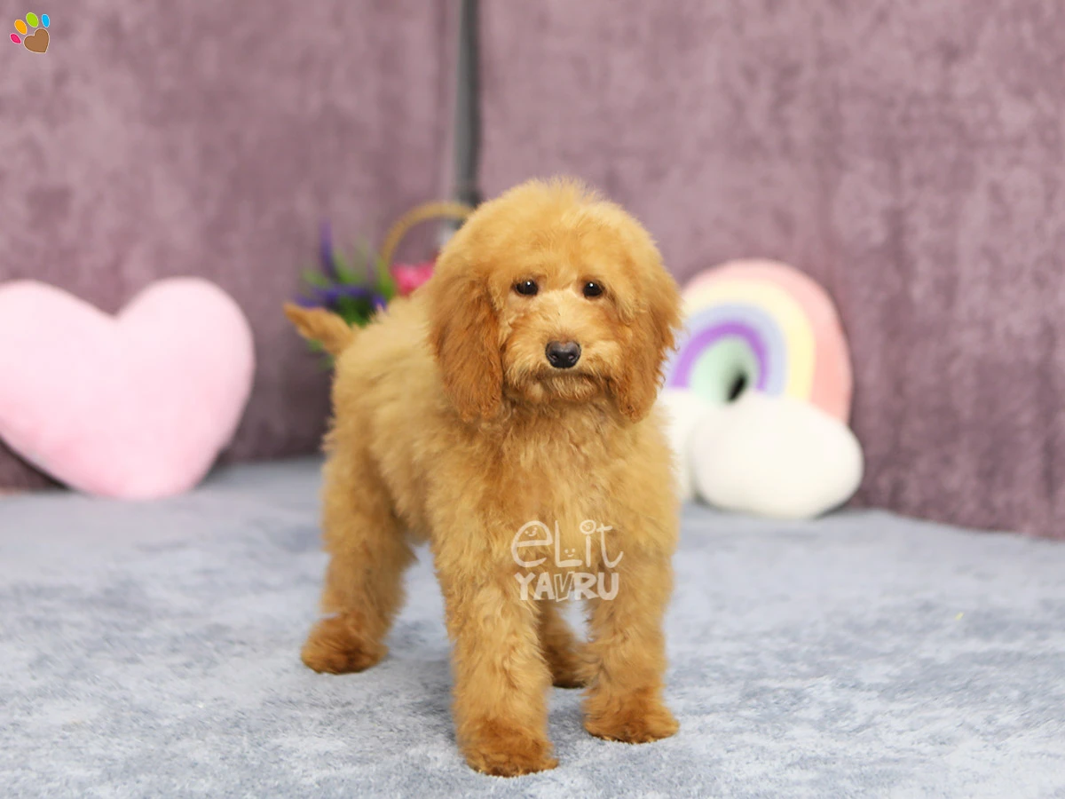 Labradoodle Larry 1