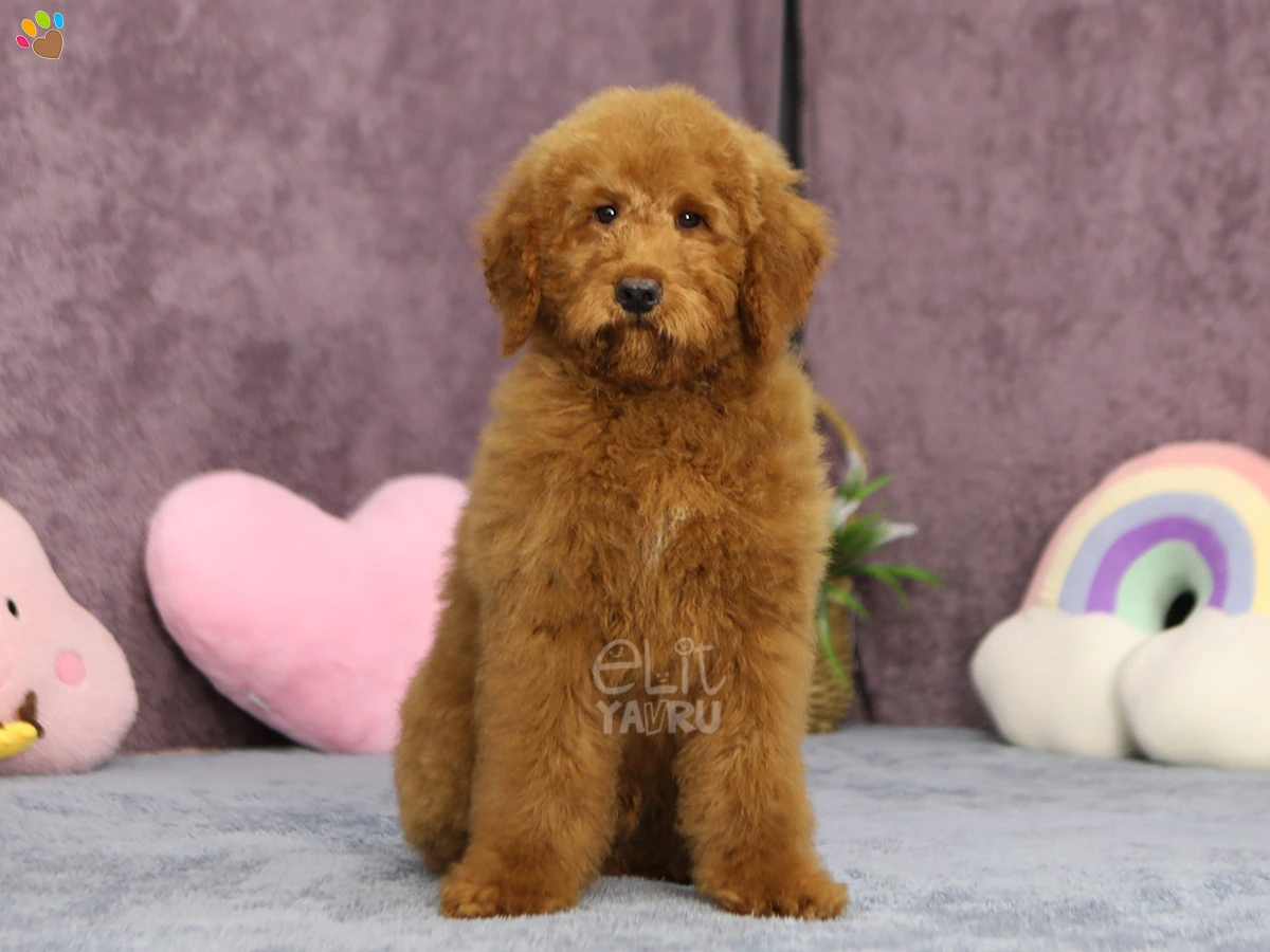 Labradoodle Luka 4