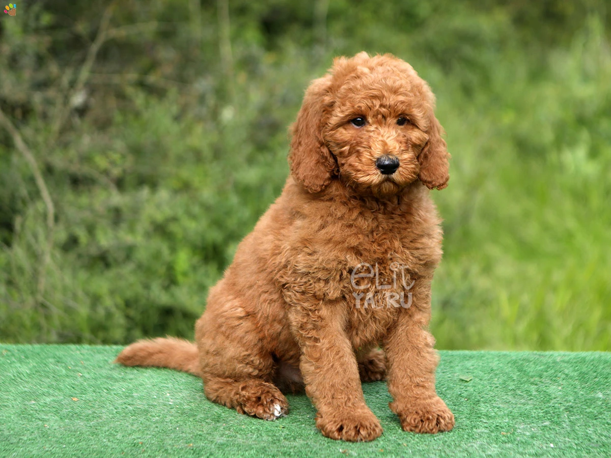 Labradoodle Lukasi 2