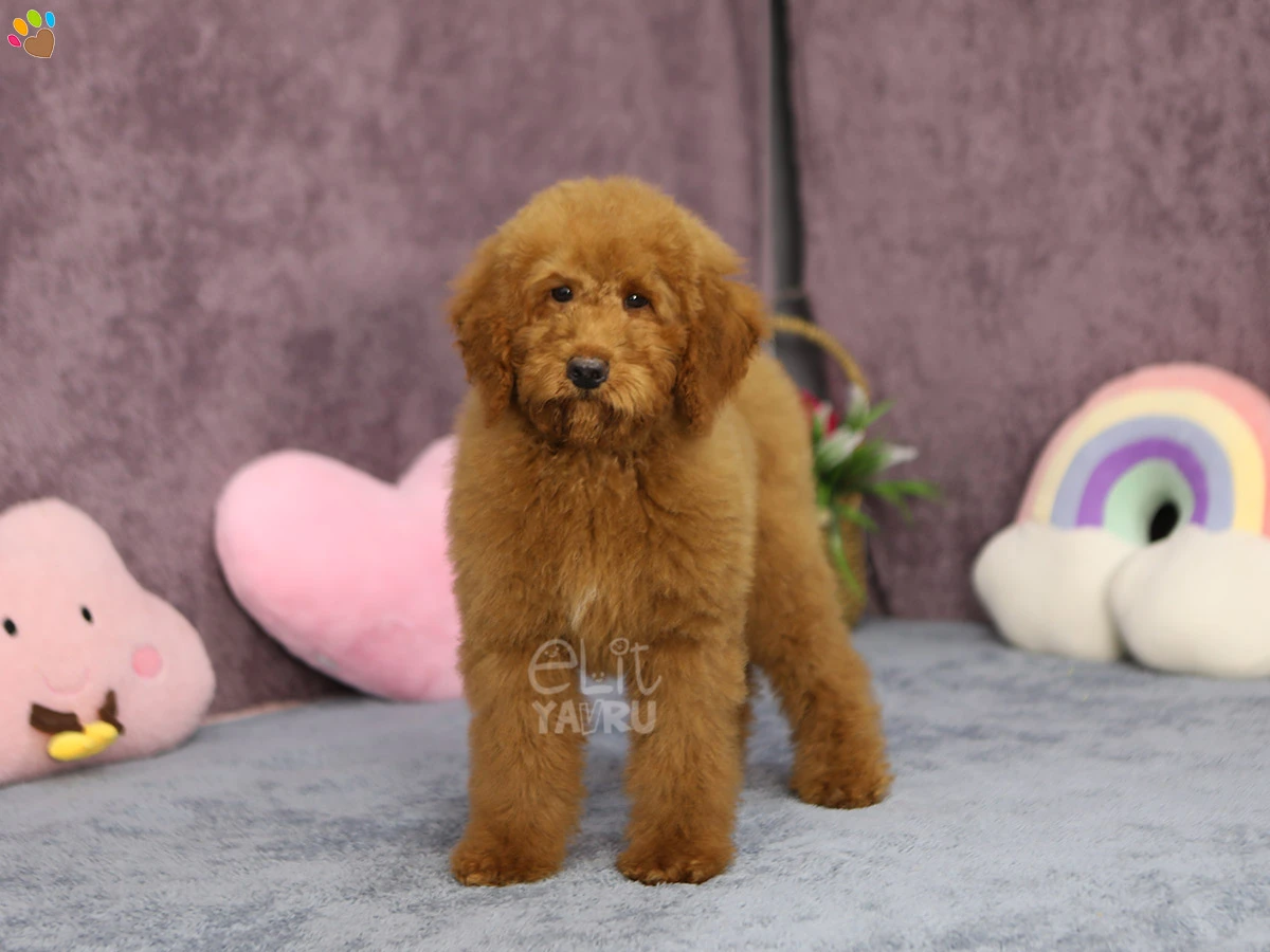 Labradoodle Luka 3