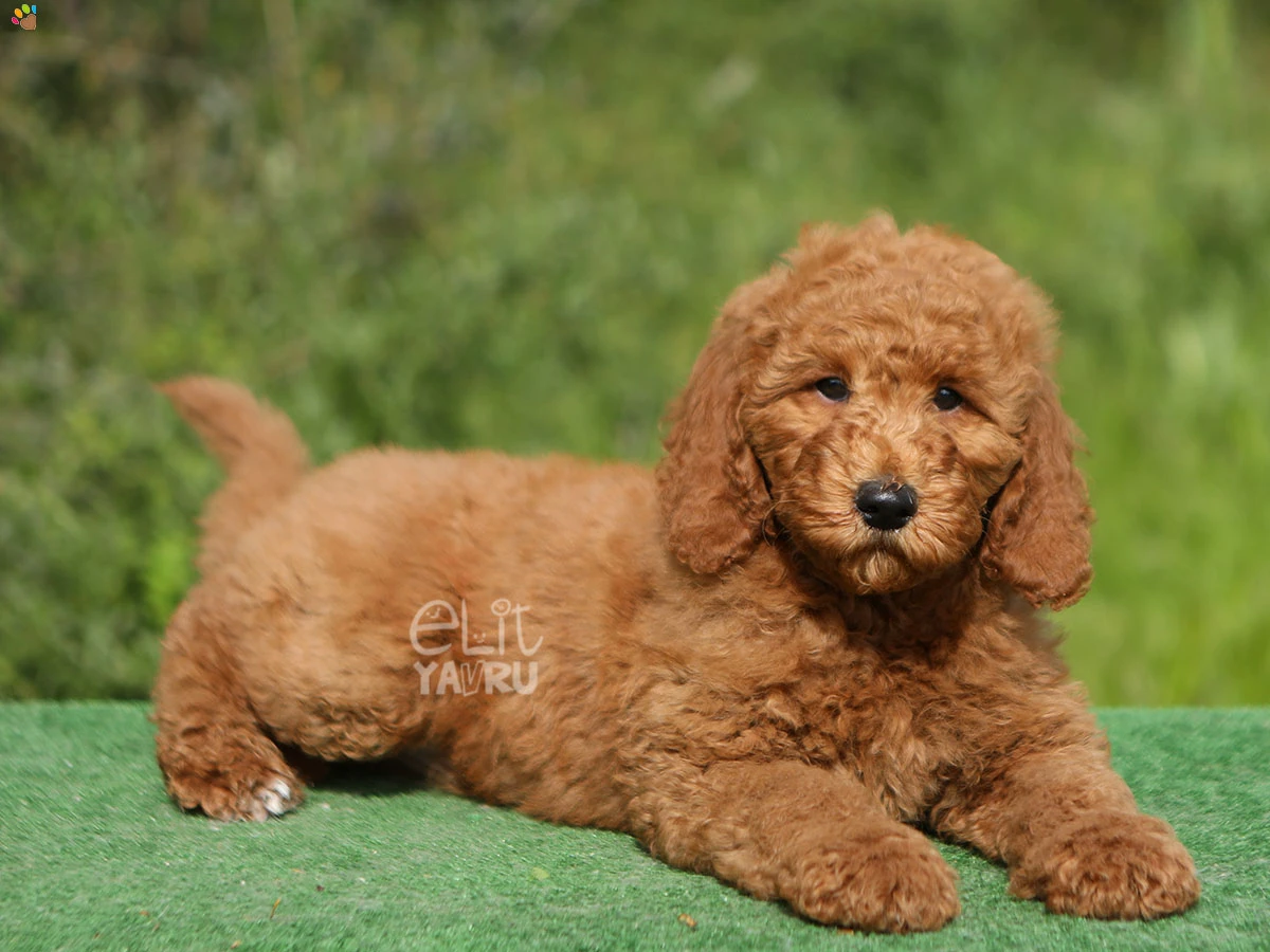 Labradoodle Lukasi 3