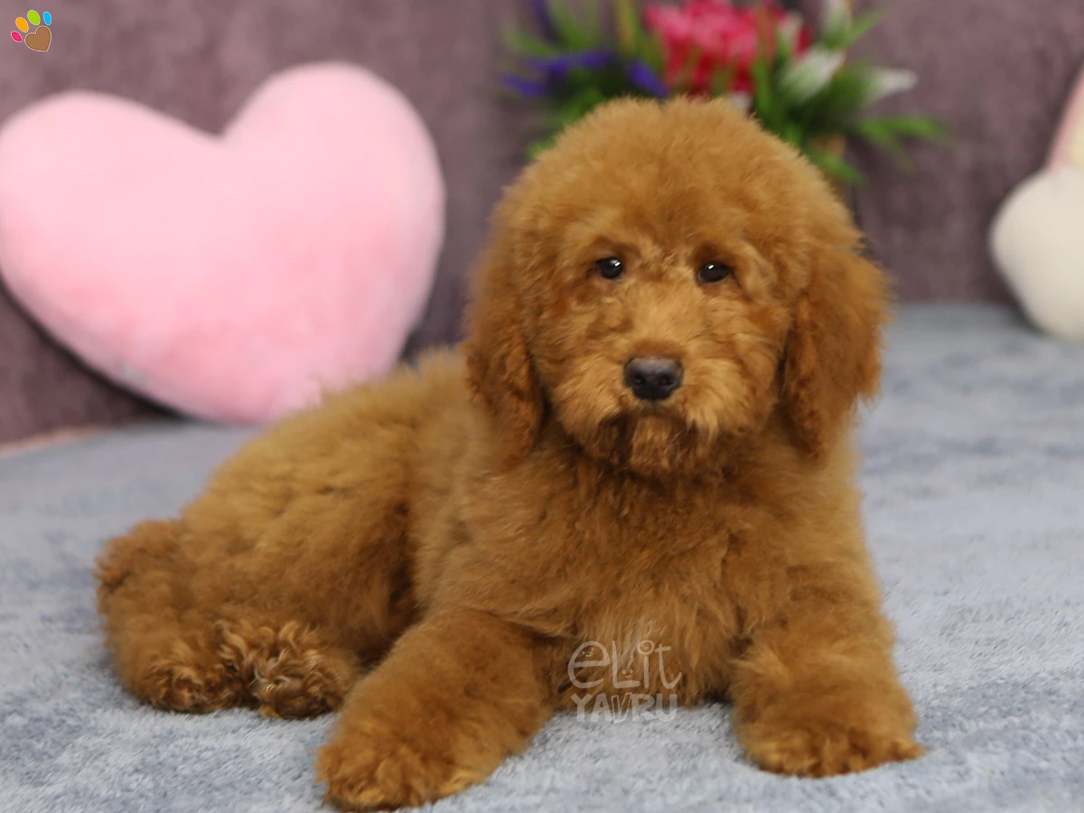 Labradoodle Luka