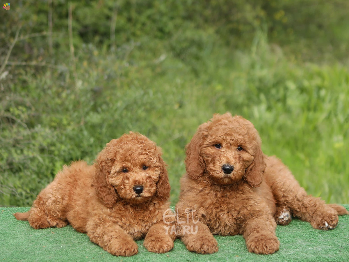 Labradoodle Lukasi 1