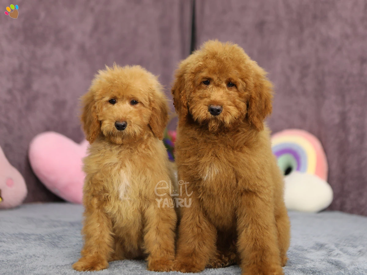 Labradoodle Luka 1