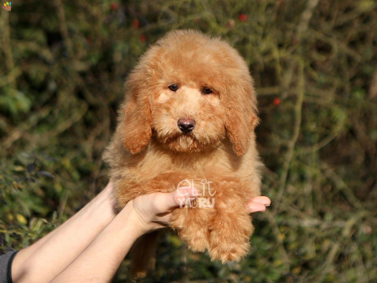 Labradoodle Lulu 1