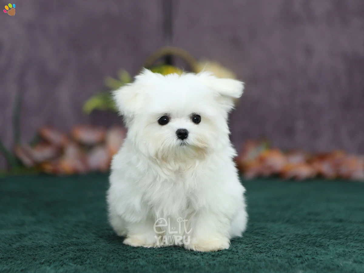 Maltese Terrier Hugo 1