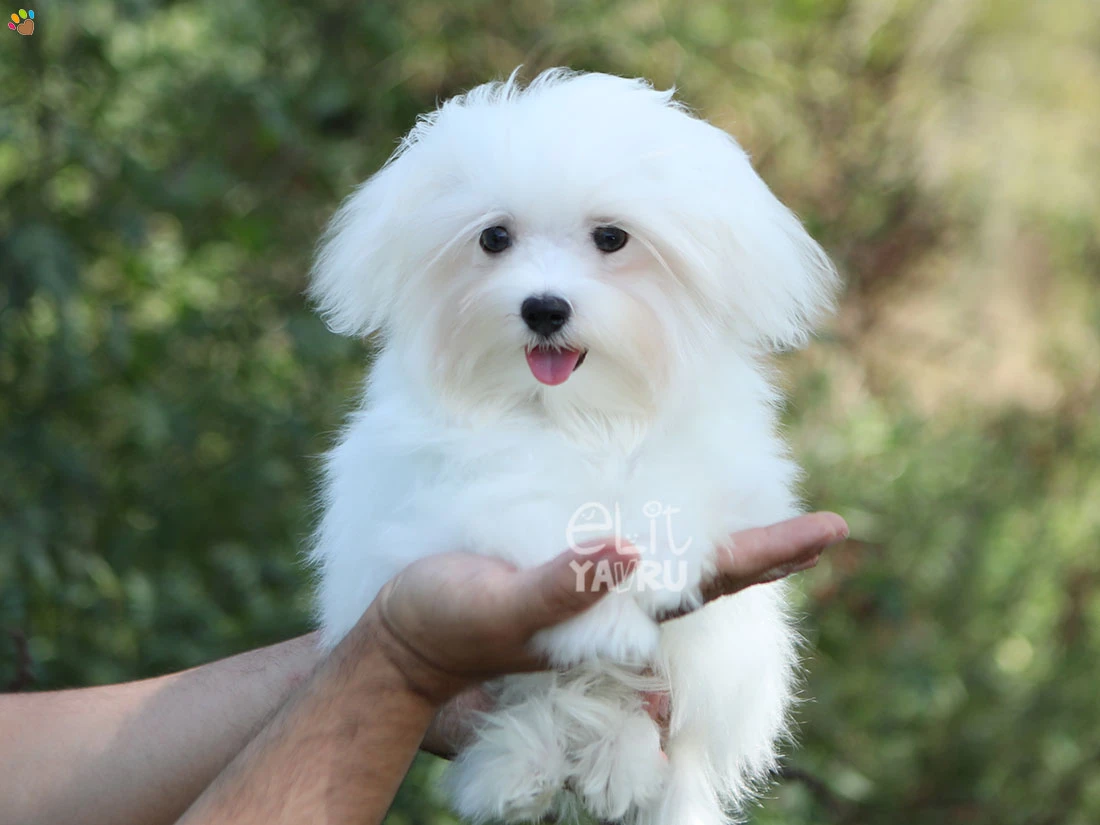 Maltese Terrier Manny