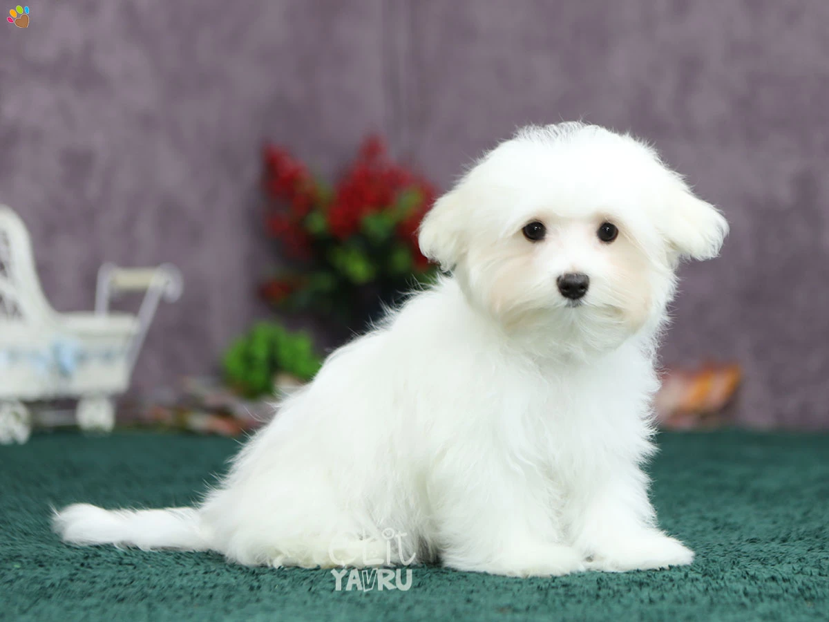 Maltese Terrier Mason