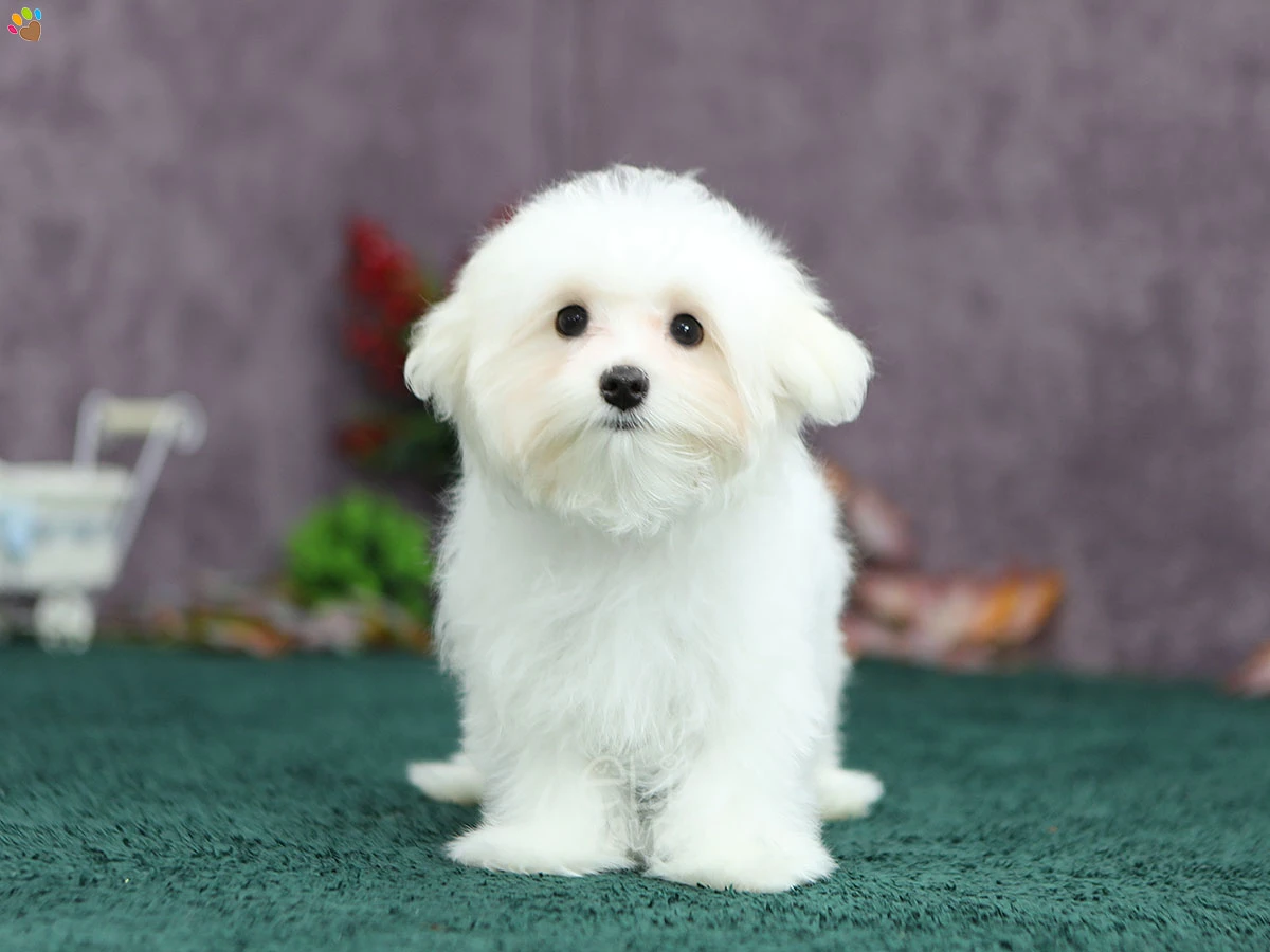 Maltese Terrier Mason 2