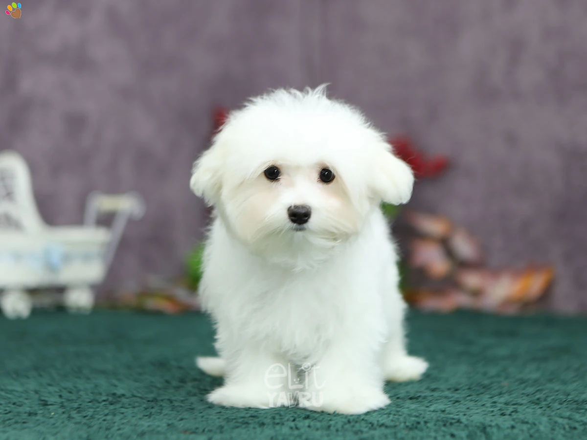 Maltese Terrier Mason 1