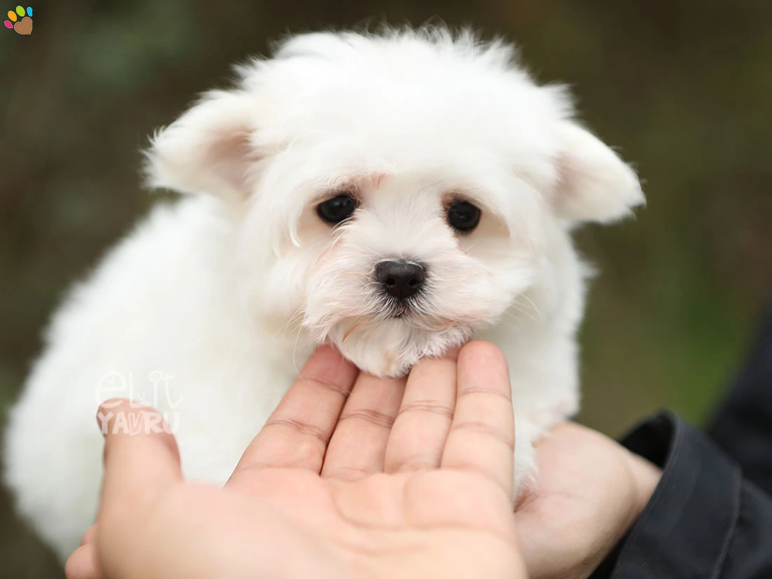 Maltese Terrier Mickey 2