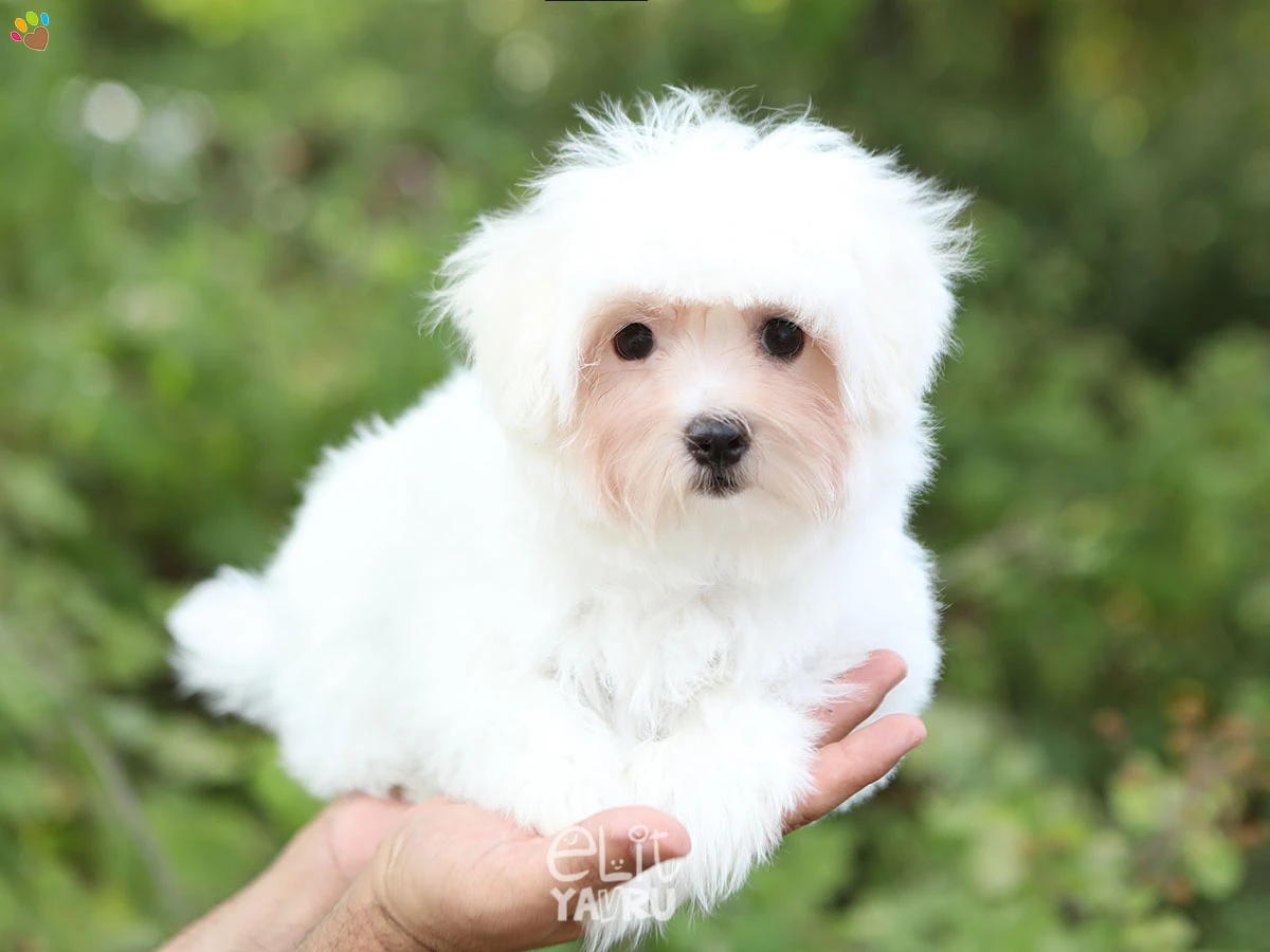 Maltese Terrier Momo