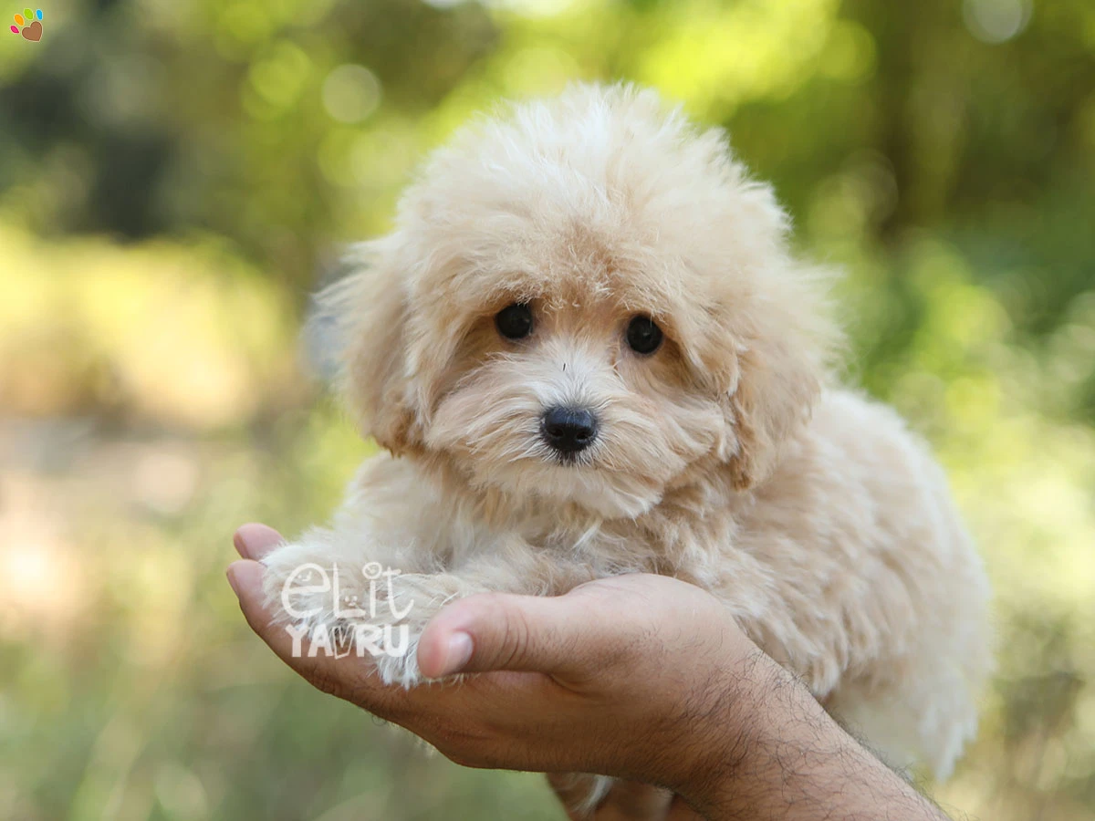 Maltipoo Gio