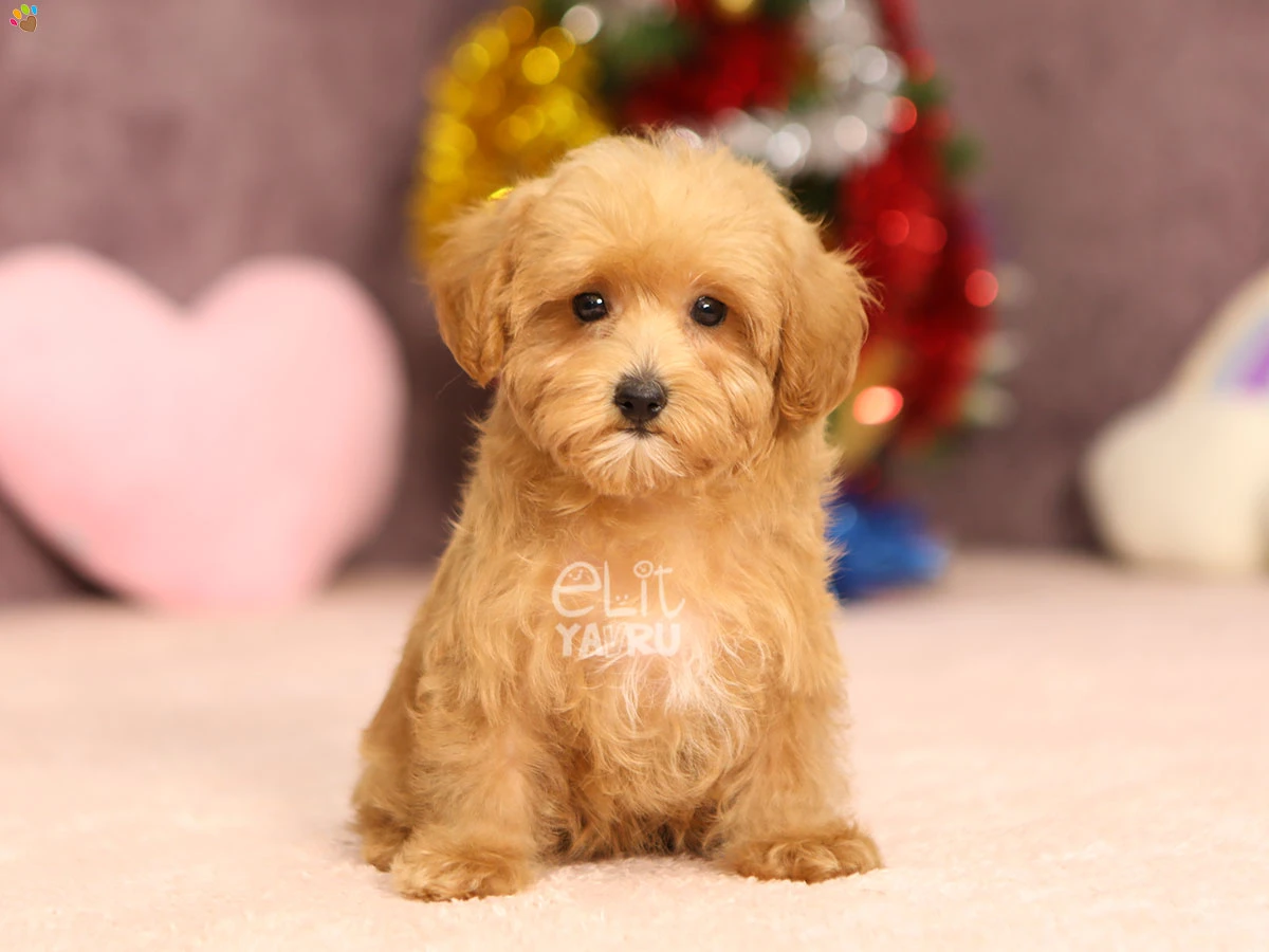 Maltipoo Hony