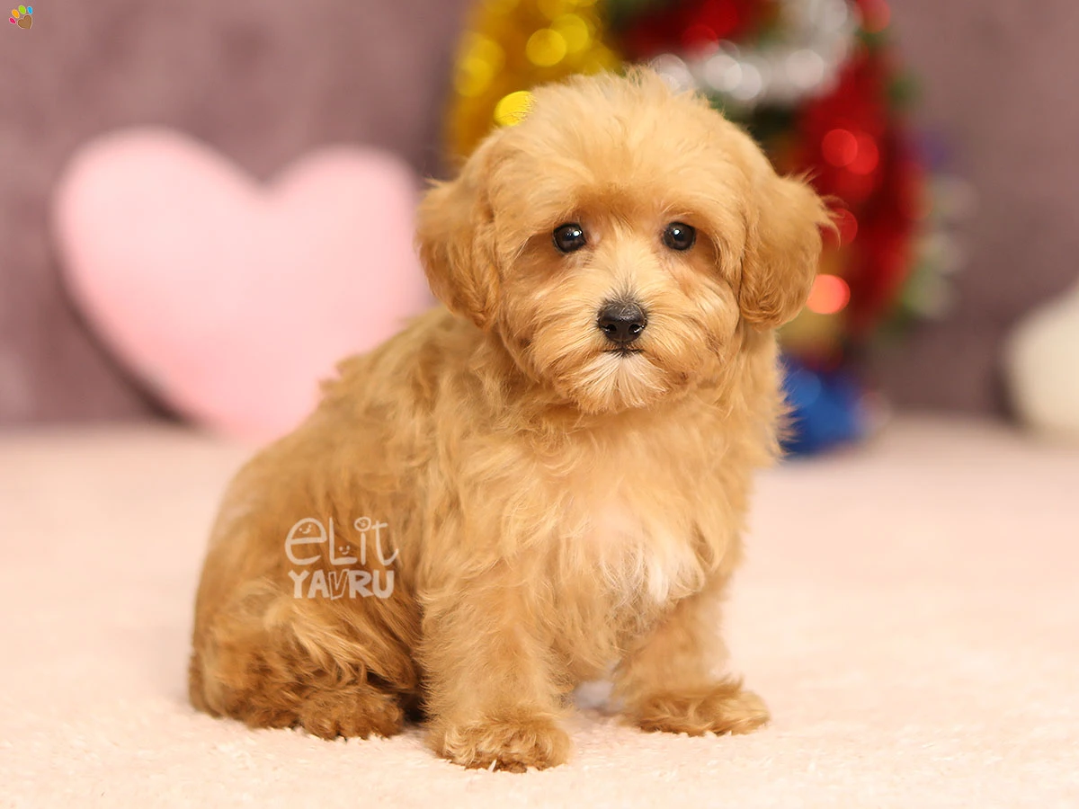 Maltipoo Hony 2